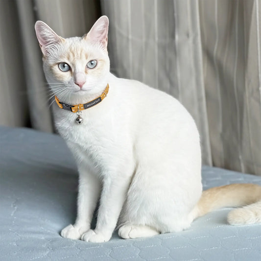 mont-bell: Cat Collar