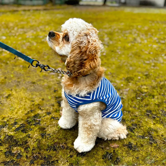 mont-bell: Wickron Dog Shirt Small