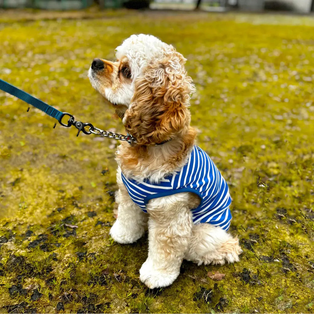 mont-bell: Wickron Dog Shirt Large