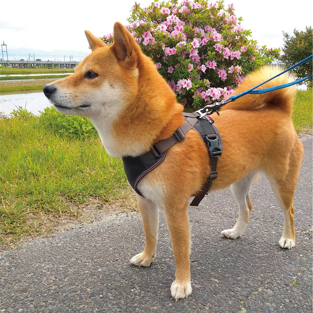 mont-bell: Mesh Dog Harness M